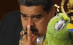 Un lorito “guarimbero” se le canta a Maduro con cacerola y todo (VIDEO)