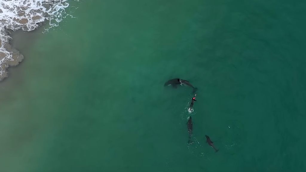 ¿Te atreverías? Una mujer nadó sin miedo junto a un grupo de orcas (VIDEO)