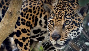 Nace el primer jaguar por inseminación artificial… pero su madre se lo come