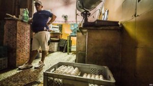 Las gallinas cubanas recuperan producción de huevos tras recibir alimentos