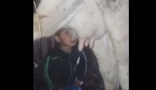 Granjero descubre que su pequeño niño le roba la leche de sus vacas (Video)