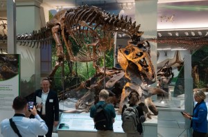Museo de Washington mostrará un esqueleto auténtico de un “Tyrannosaurus rex”