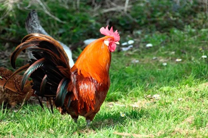 En La Vega por un gallo asesinaron a golpes a un hombre