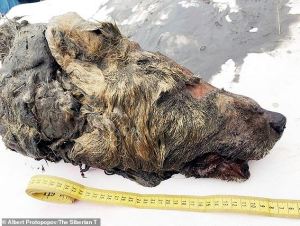 Hallan la cabeza de un lobo prehistórico dos veces más grande que los actuales (FOTOS)