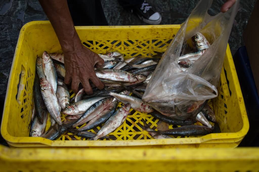 Sardina, la proteína más barata en Venezuela amenazada con desaparecer