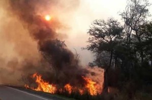 Incendios en Bolivia matan a unos 2,3 millones de animales, asegura experta