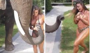 Modelo de Playboy fue manoseada por un elefante gozón mientras hacía safari en bikini (VIDEO)