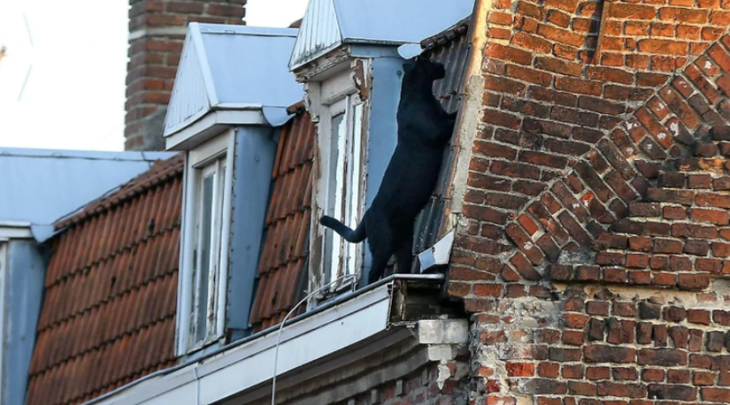¡SUSTO! Capturaron en Francia a una imponente pantera que paseaba por los tejados