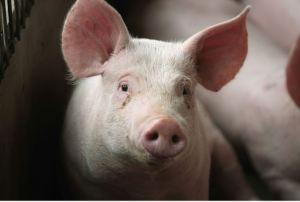 En China crían cerdos monstruosos de 79 kilos para hacer frente ante la escasez de carne (FOTO)