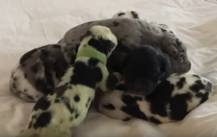 Una gran danes dio a luz a un cachorro verde (video)
