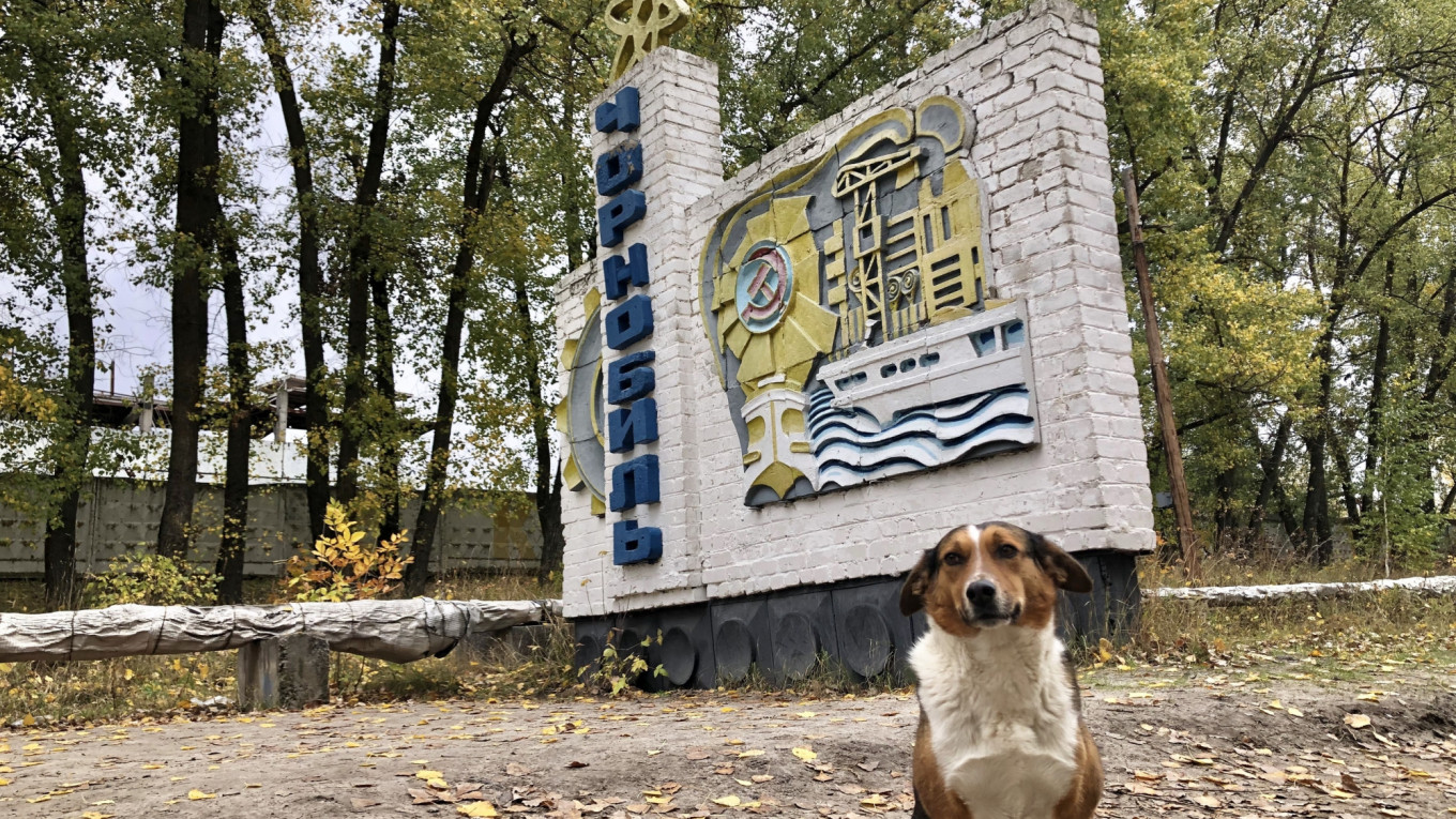 Cómo fue que los perritos abandonados en Chernóbil encontraron un final feliz (Fotos)