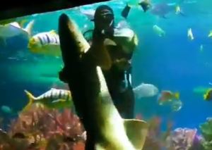 VIRAL: Este buzo no tuvo miedo de entrar al acuario para bailar… ¡con un tiburón! (VIDEO)