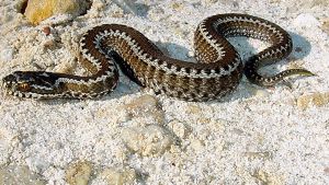 Las serpientes venenosas llegan este otoño a Florida. ¡Entérate cómo resguardarte!