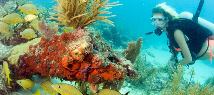 Florida Keys Sanctuary realizará plan para restaurar corales en $ 100 millones