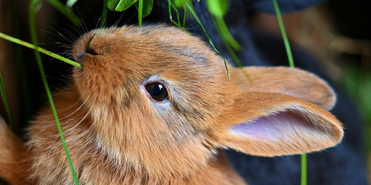 El conejo ha sido considerado por primera vez en peligro de extinción