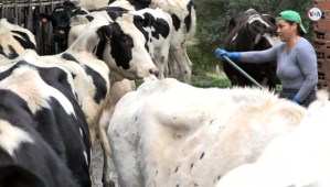 Ordeñando vacas, venezolana deja huella en España (Video)