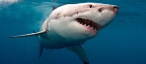 Cuatro tiburones blancos nadan en las costas de la Florida