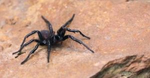 Un australiano encontró una GIGANTESCA araña en este curioso lugar de su casa (FOTO)