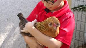 La ciudad de St. Augustine Beach se muda para cambiar el código de los pollos de apoyo emocional