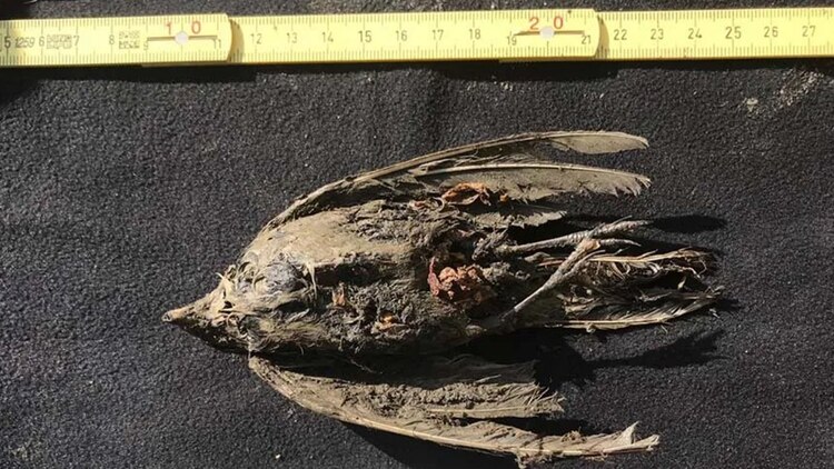 Hallaron los restos conservados de un ave congelada de 46 mil años en Siberia (Fotos)