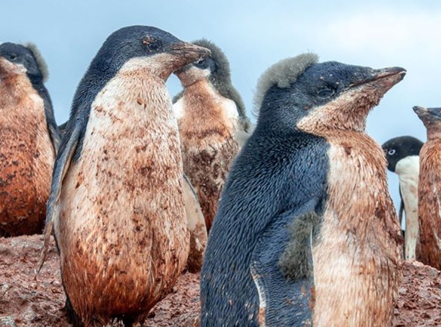 Las FOTOS de pingüinos en la Antártida que te ayudarán a entender el peligro que corremos