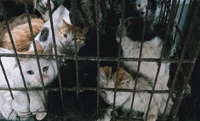 Gatos que esperan ser sacrificados en un mercado de Guilin, al suroeste de China. (Gentileza The Daily Mail)