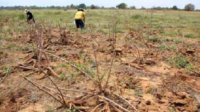 Fedeagro: Lo importante no es cuánto perdemos, sino cuánto no estamos sembrando