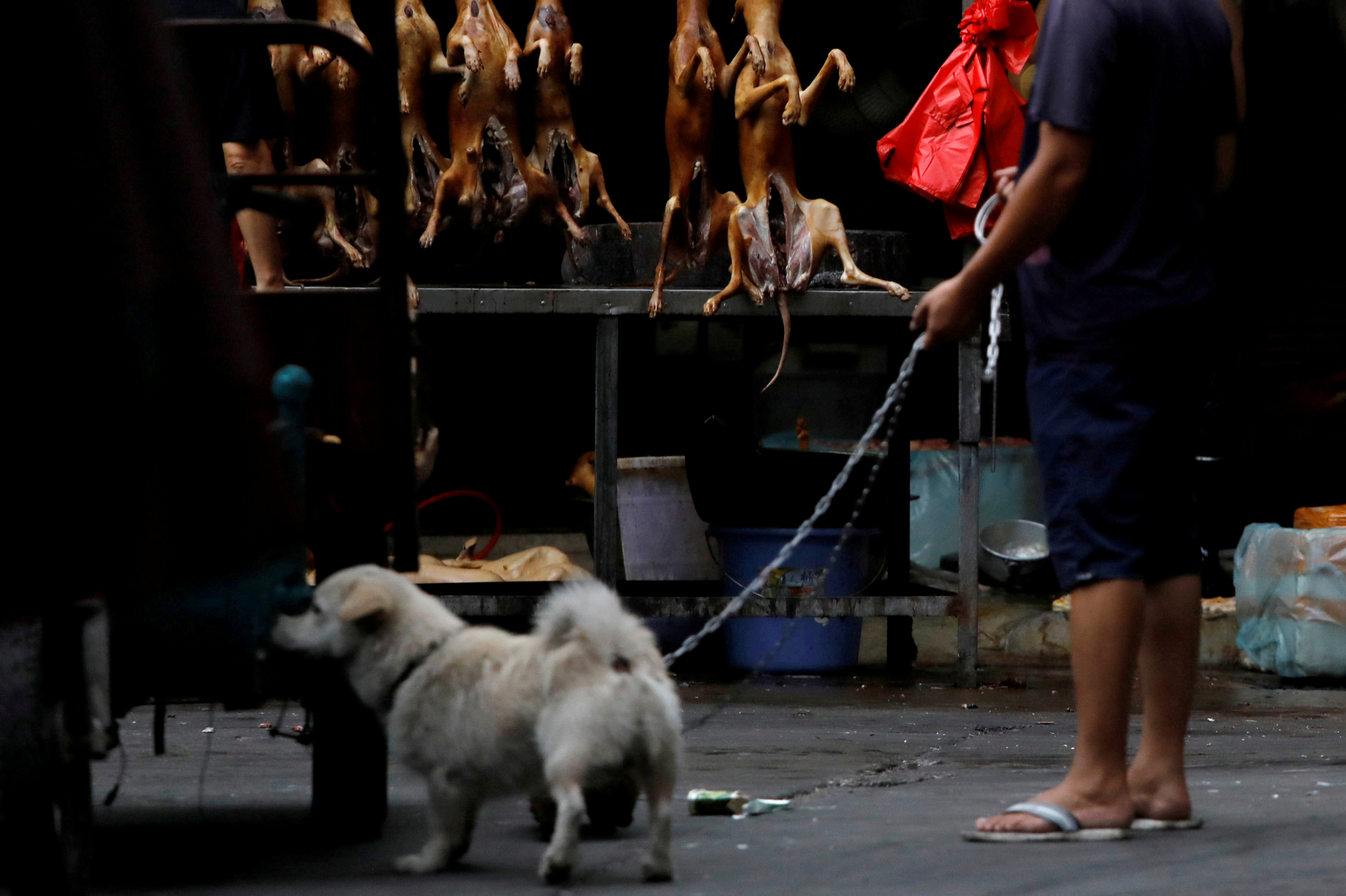 Nueva investigación sugiere que perros callejeros pudieron haber sido los transmisores del coronavirus