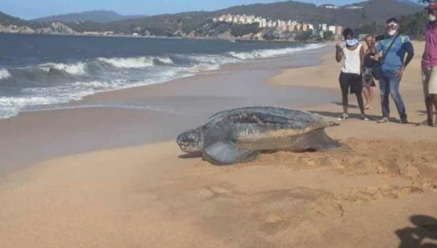 Tortuga gigante aprovechó ausencia de bañistas en playa de Carúpano para poner sus huevos (FOTOS)