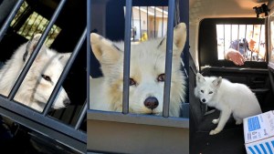 “Era muy cariñoso”: Llamaron a la policía para capturar a un “perro” pero se llevaron una sorpresa (FOTOS)
