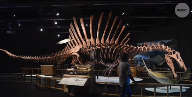 Científicos encuentran la primera evidencia de un dinosaurio acuático (Video)