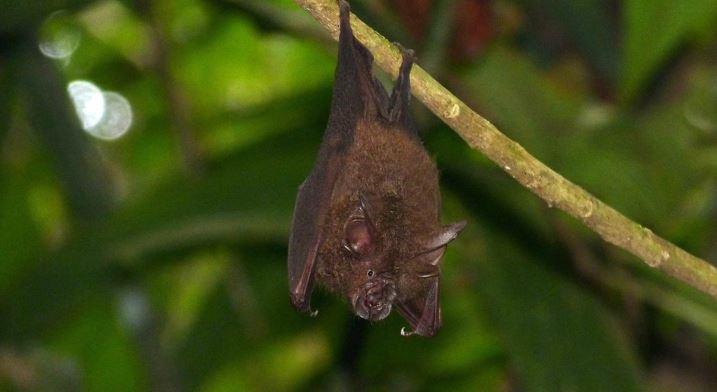 Estudio señala a una especie de murciélago de Asia como el probable portador original del coronavirus