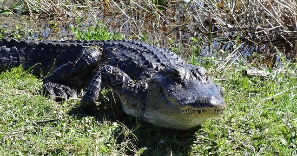 Mujer de Florida es sorprendida por pelea de caimanes en su casa