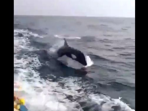 EN VIDEO: Momento en el que pescadores avistaron cuatro orcas en Nueva Esparta 