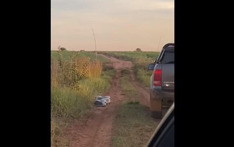 EN VIDEO: Una increíble anaconda de siete metros ataca a una familia en un auto en Brasil