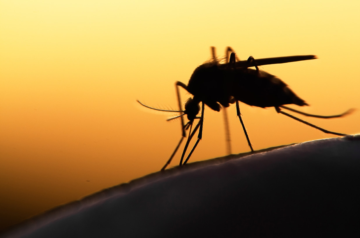 Enfermedades transmitidas por mosquitos aumentarán en EEUU