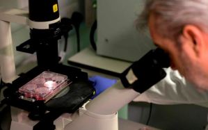 Cómo es la vacuna que la Universidad de Oxford comenzará a probar contra el coronavirus en Brasil