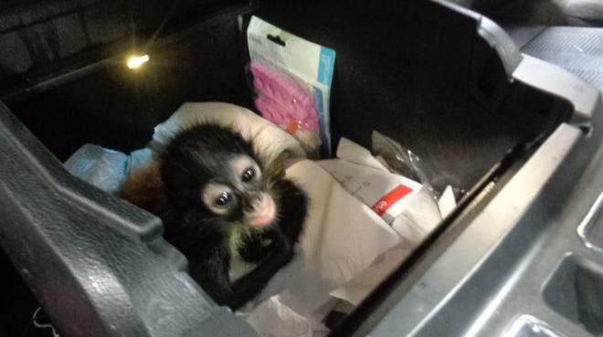 Mono araña bebé voló de Texas a Melbourne para unirse a la nueva familia de primates del zoológico de Brevard