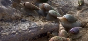 El impactante VIDEO en el que decenas de caracoles africanos se comen a una medusa gigante