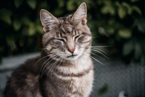 La cola de los gatos es un “traductor” de sus estados de ánimo