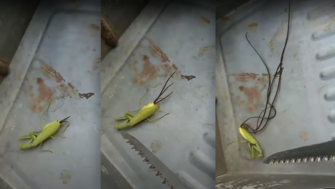 Graban unos misteriosos tentáculos saliendo del cuerpo de una mantis (VIDEO)