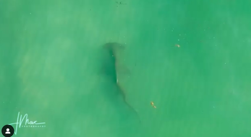 Un ENORME tiburón asustó a un hombre que nadaba tranquilamente en una playa de Florida (VIDEO)