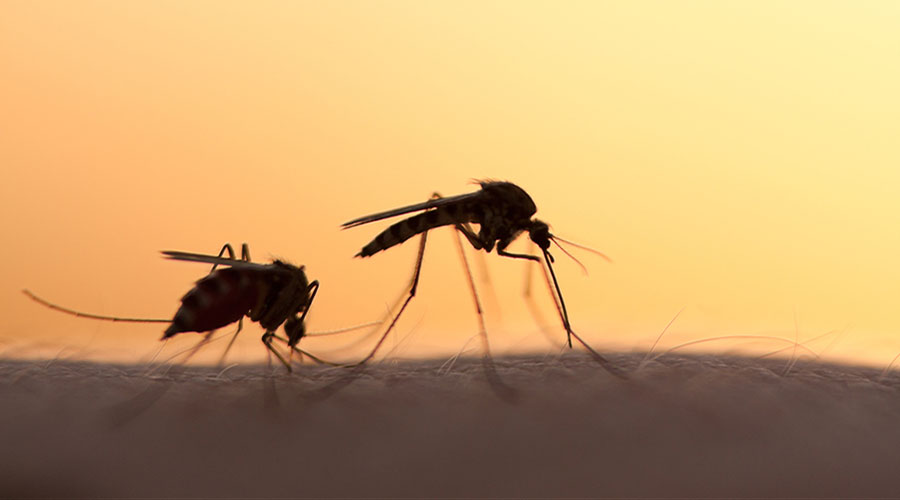 Buenas noticias: La primera vacuna contra la malaria da sus frutos en el oeste de Kenia