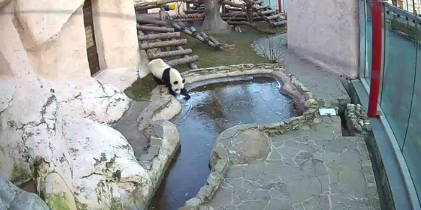 Así fue la INCREÍBLE reacción de un panda en Moscú tras ver una piscina congelada (VIDEO)