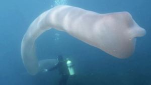 Una gigantesca criatura submarina sorprende a dos buzos en la costa de Nueva Zelanda