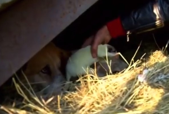 Grinch, el cachorro verde que nació la víspera de Año Nuevo en Georgia (Video)
