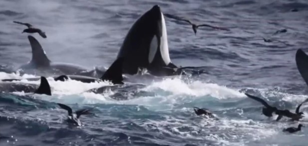 “Dio su último aliento y desapareció”: El video de una ballena azul gigante siendo devorada por 70 orcas