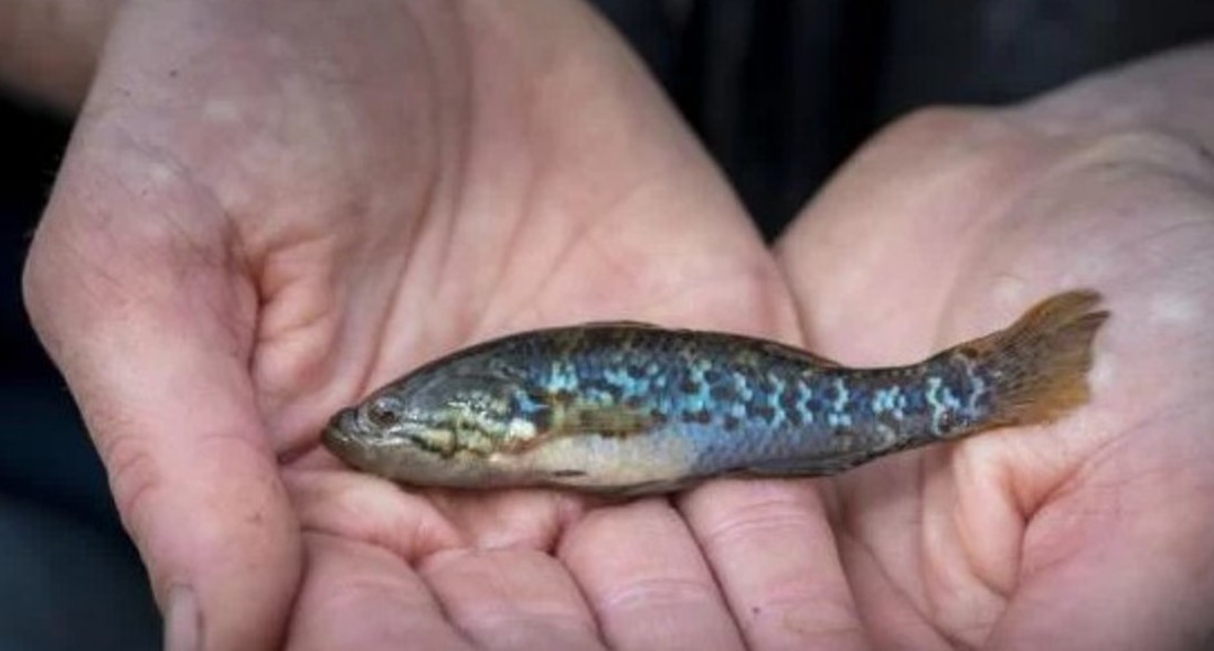 “Se había extinguido”: Hallazgo de un “pez zombie” en Australia desconcertó a los científicos