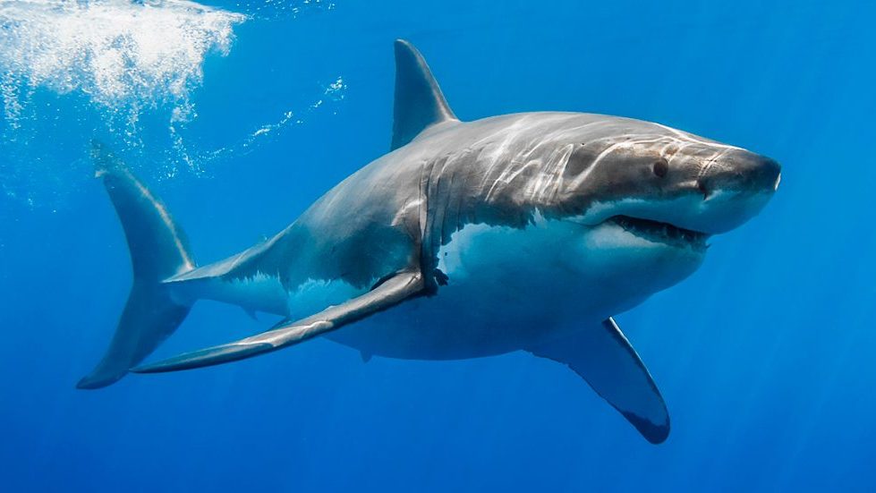 Arrecian ataques de tiburones en EEUU: ¿Cómo sobrevivir a uno?