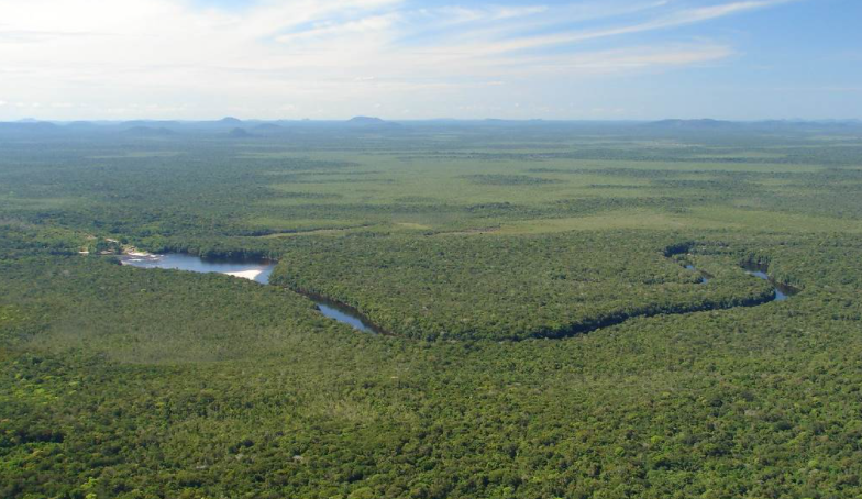 Científicos descubren en la Amazonía venezolana una nueva especie de lagarto